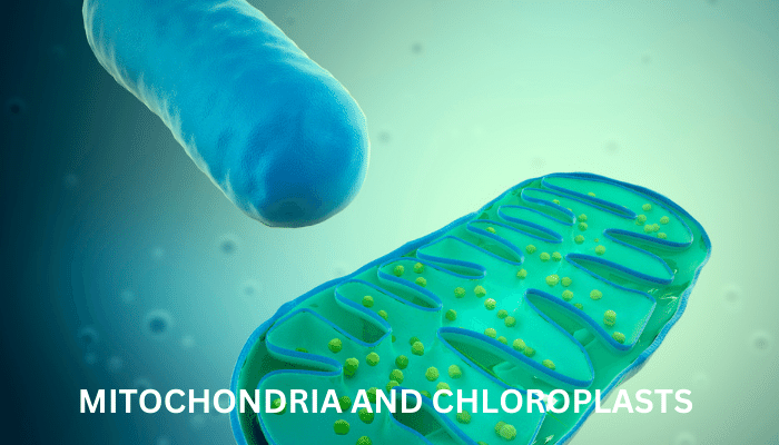 Lesson 12: Mitochondria and Chloroplasts - Structures and Functions